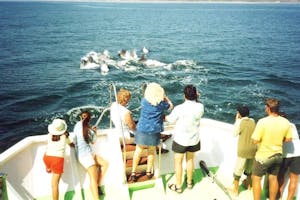 Algarve Cruises Seafaris