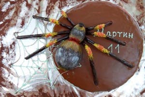 Tarantula cake & chokolate