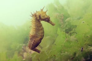 Seahorse Observation