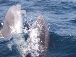 Gibraltar Dolphins Express