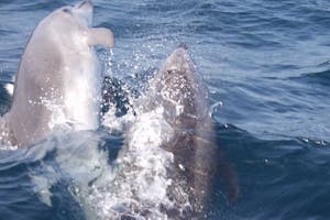 Gibraltar Dolphins Express