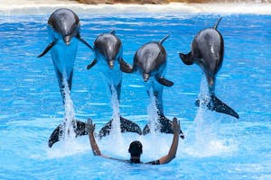 Loro Parque Zoo & Dolphin Show 