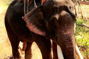 1 hour Elephant Trekking - Program Eco 1B