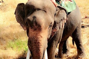 Elephant trekking and Nature Walk - Program 2