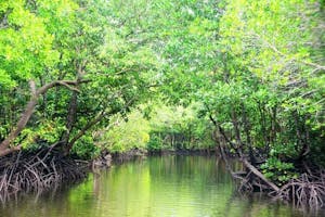 Mangrove Boat Trip